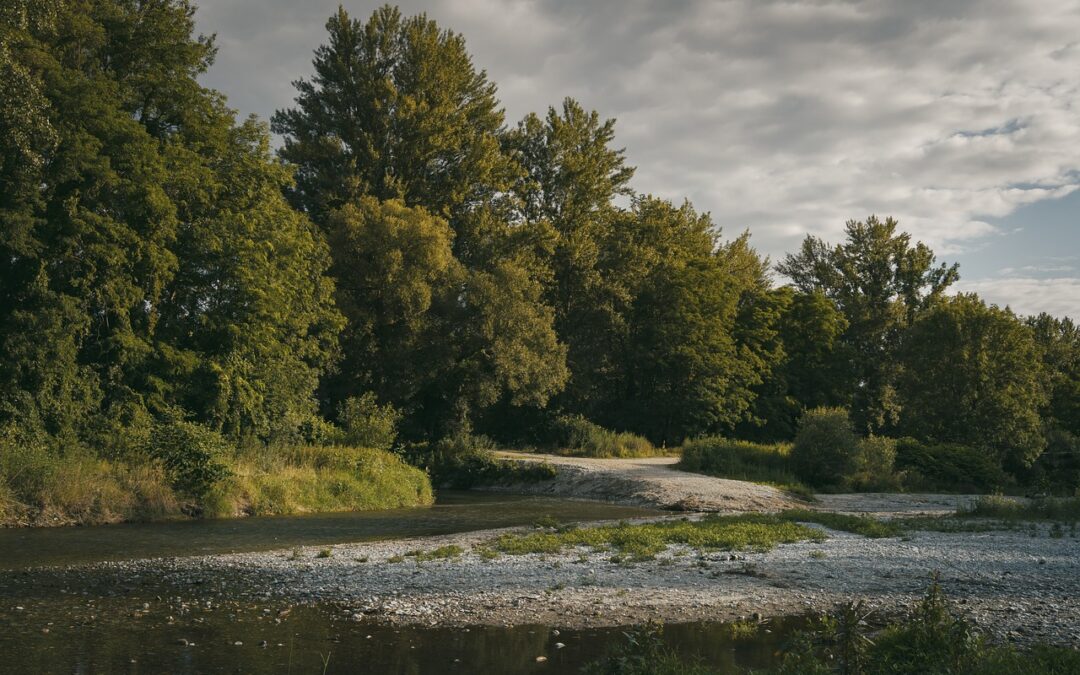 TL;DR: Enhance Your Forest Haven with the Finest Landscaping Materials…