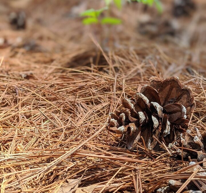 Natural Mulch For Weed Control – Digging Deeper: Your Guide…