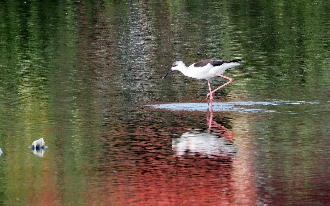 Concrete For Wetland Areas | TL;DR – Wetland Wonder: Concrete’s…