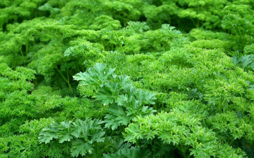 Mulch For Vegetable Gardens / Concrete Services: Building Your Dream…