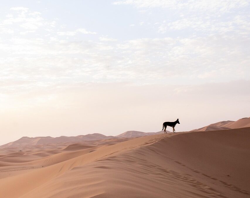 Sand And Gravel Suppliers | TL;DR – Your Landscape’s Secret…